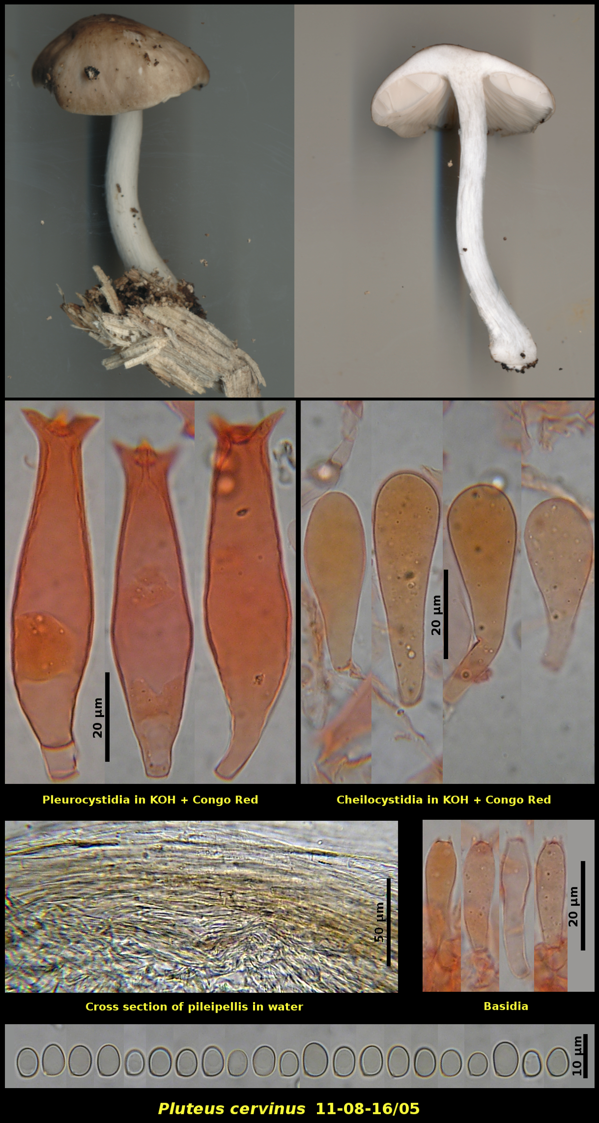 Picture of Pluteus cervinus